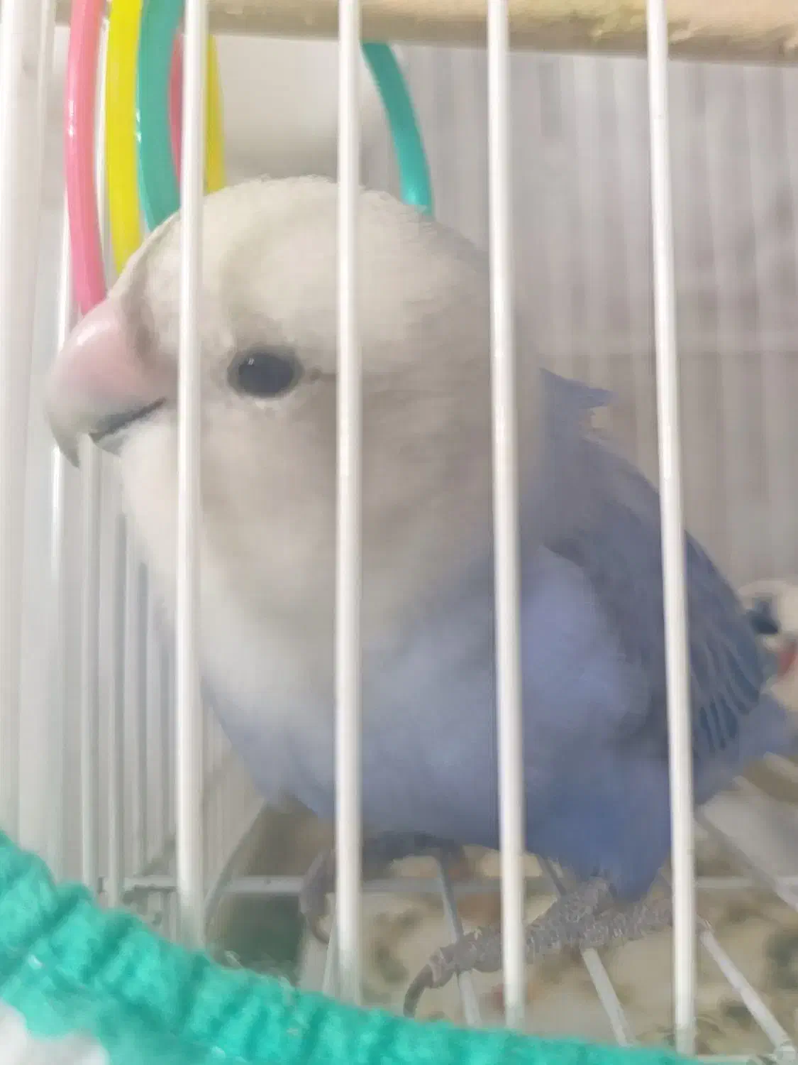 طوطی برزیلی|پرنده|سراب, |دیوار