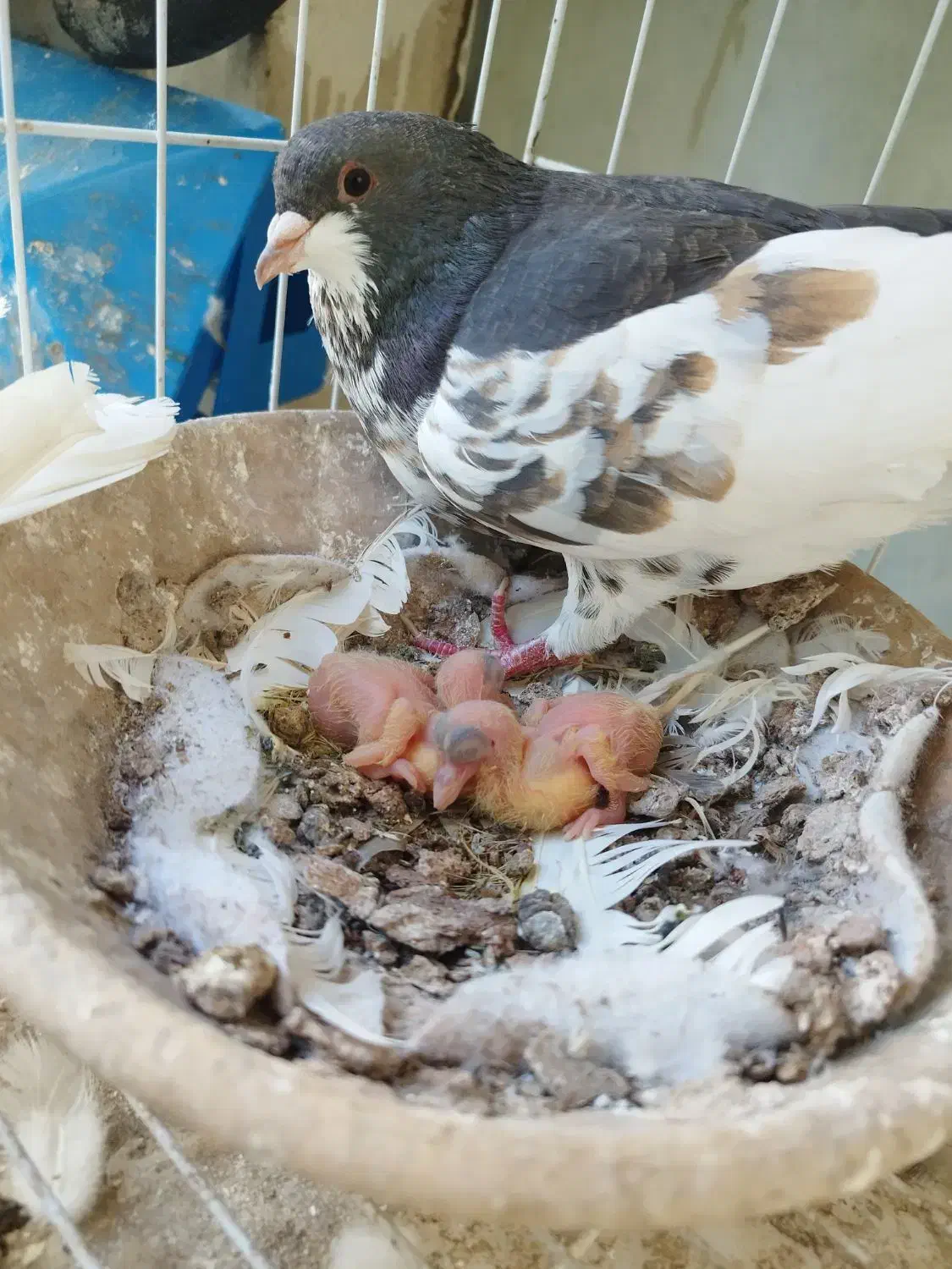 گمشده یک عدد ماده شهری گلزرد|حیوانات|بندرعباس, |دیوار