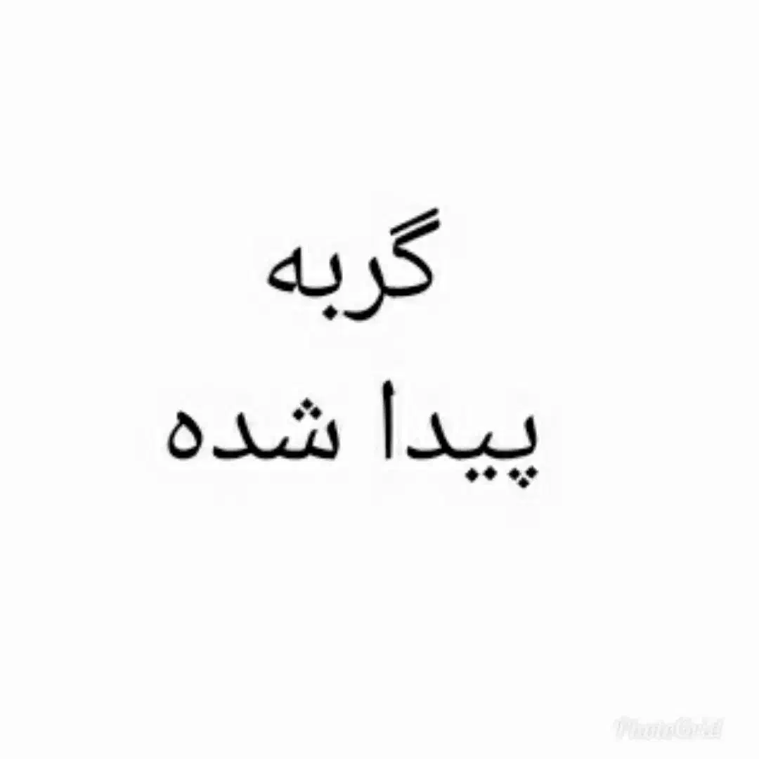 گربه پیدا شده عمار یاسر|گربه|قم, عربستان|دیوار