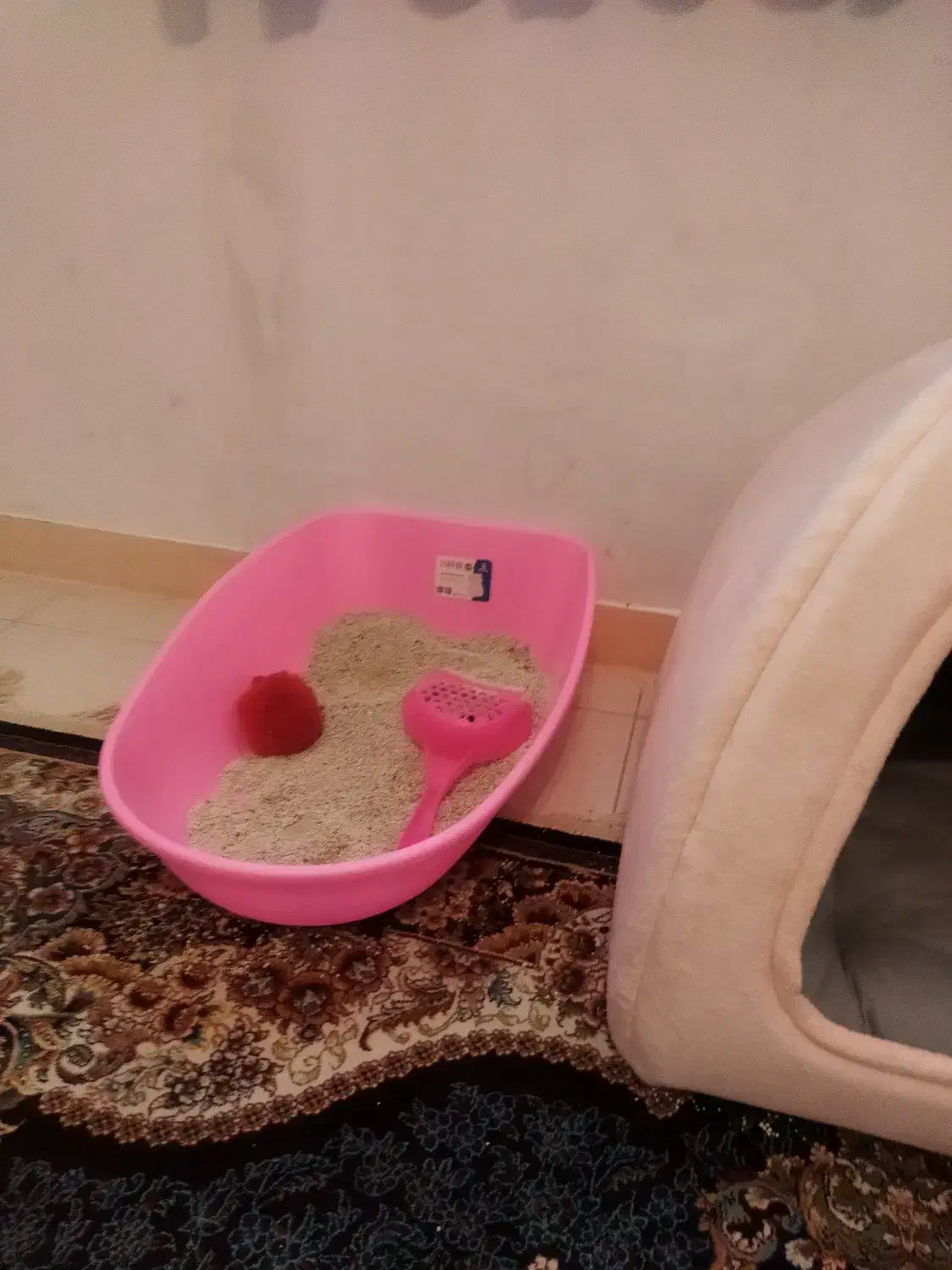 گربه نژاد رایج|گربه|اراک, |دیوار