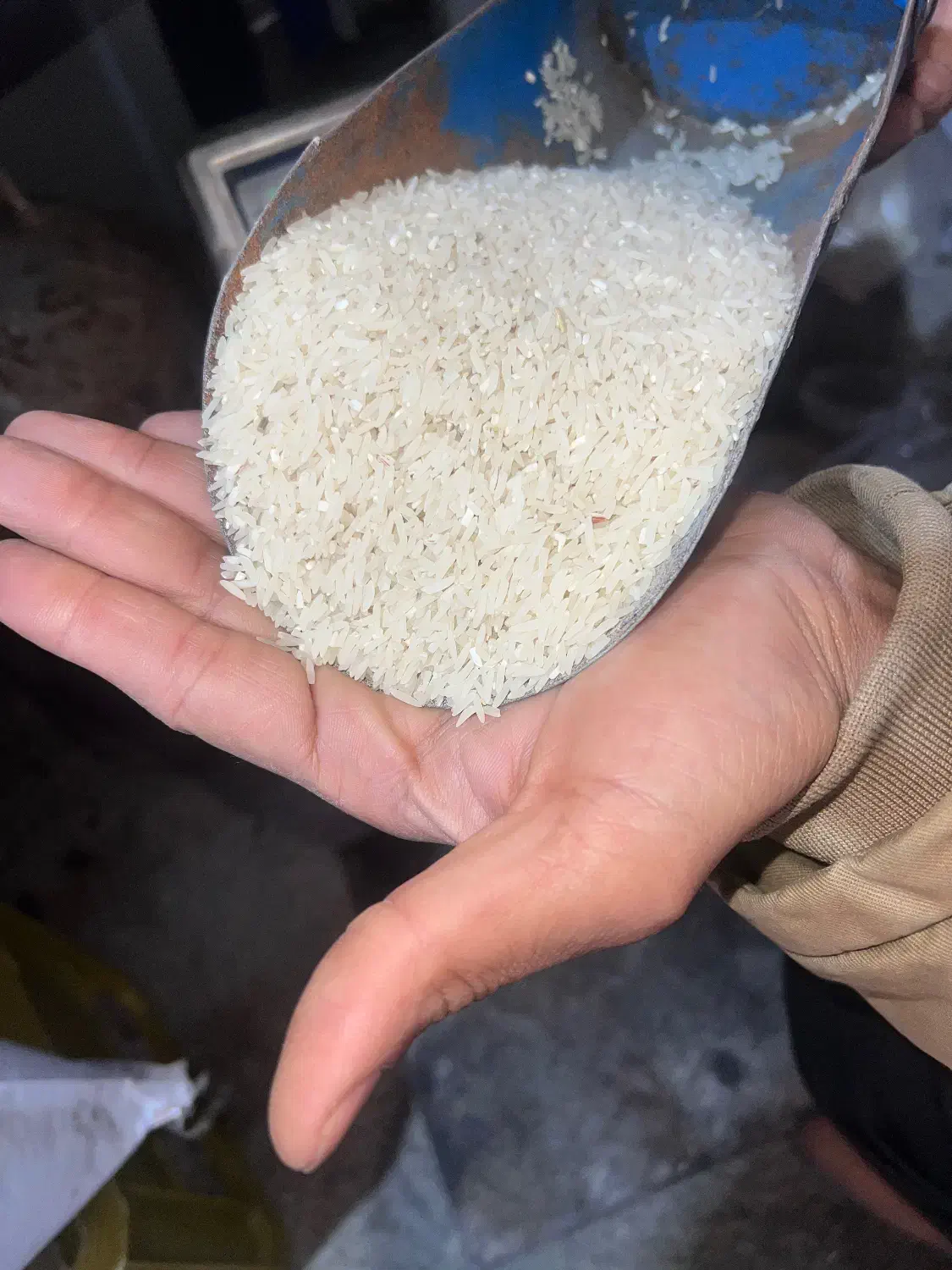 برنج شمال به شرط پخت تحویل درب منزل|خوردنی و آشامیدنی|ماکو, |دیوار