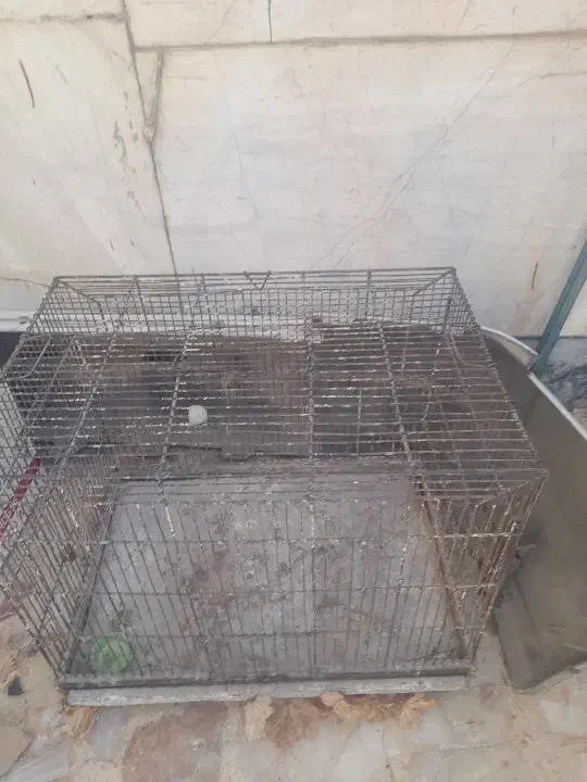 دوتا قفس بزرگ برای پرنده و مرغ سگ گربه|لوازم جانبی حیوانات|شیراز, وزیرآباد|دیوار