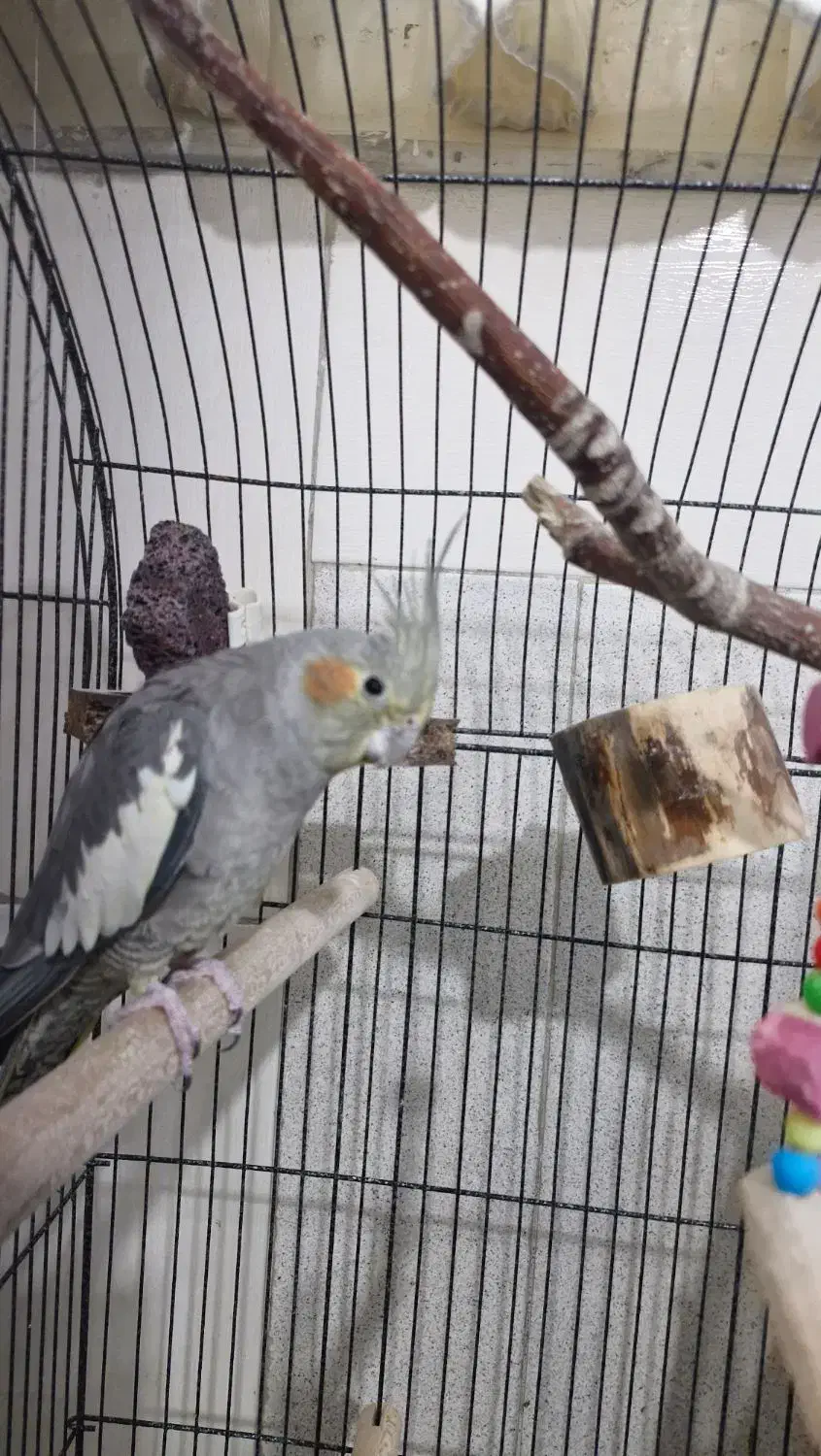 عروس هلندی جفت|پرنده|قم, زند آباد|دیوار