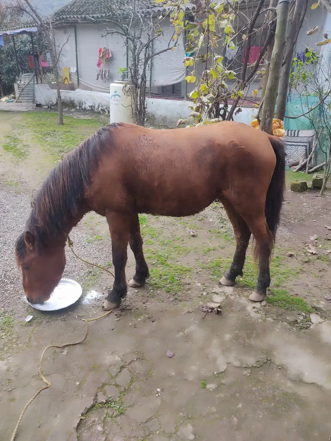 اسب جوان3ساله اروم باری سواری گعله دار فروشی|حیوانات مزرعه|چوبر, |دیوار