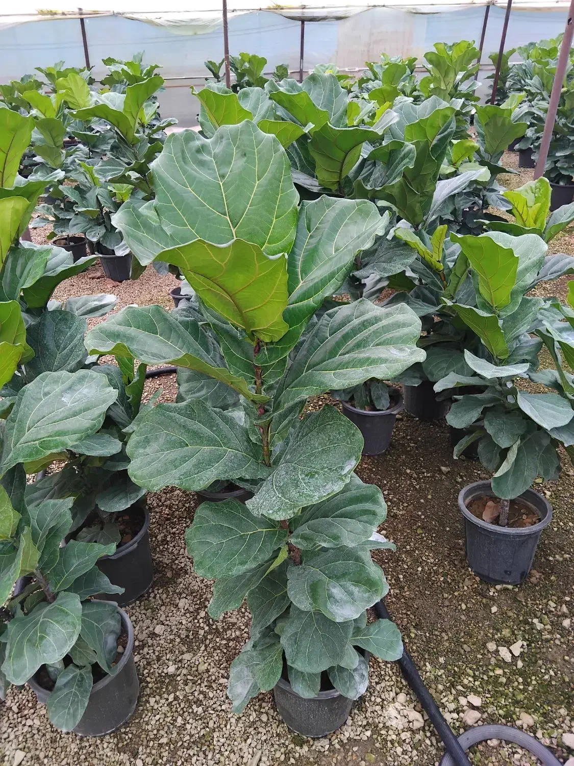 گل فیکوس لیراتا سطل 12|گل و گیاه طبیعی|اصفهان, حسین‌آباد|دیوار