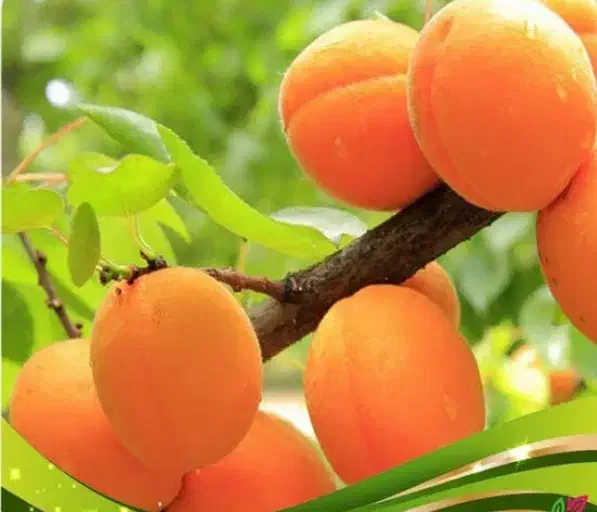 ارقام نهال زردآلوی انبه ای و پرتغالی ۲ ساله|حراج|خرم‌آباد, |دیوار