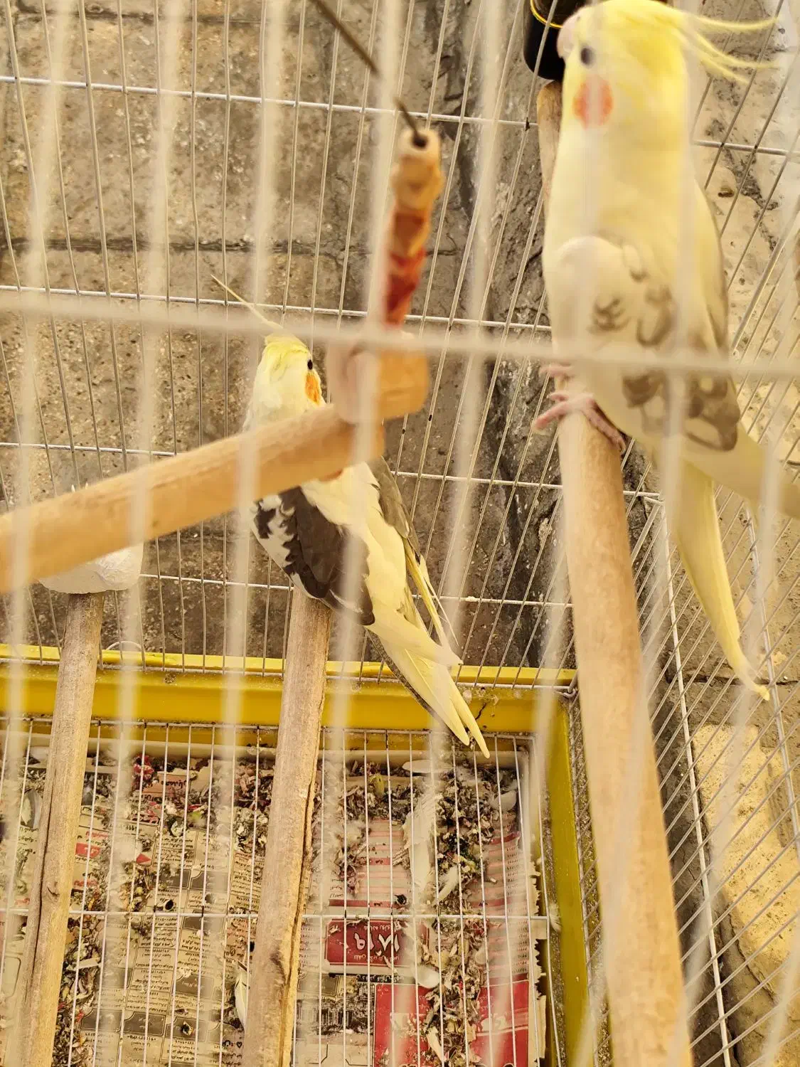 عروس هلندی جفت بالغ|پرنده|ری, ظهیرآباد|دیوار