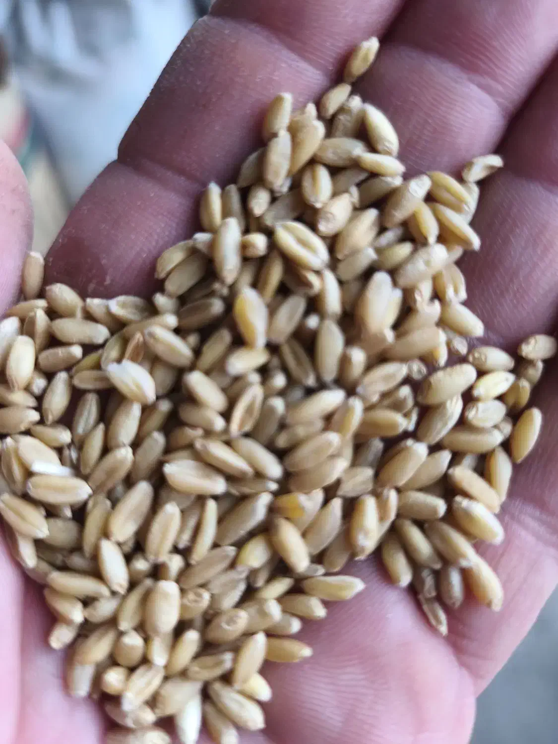 بوجاری گندم|خدمات باغبانی و درختکاری|خوی, |دیوار