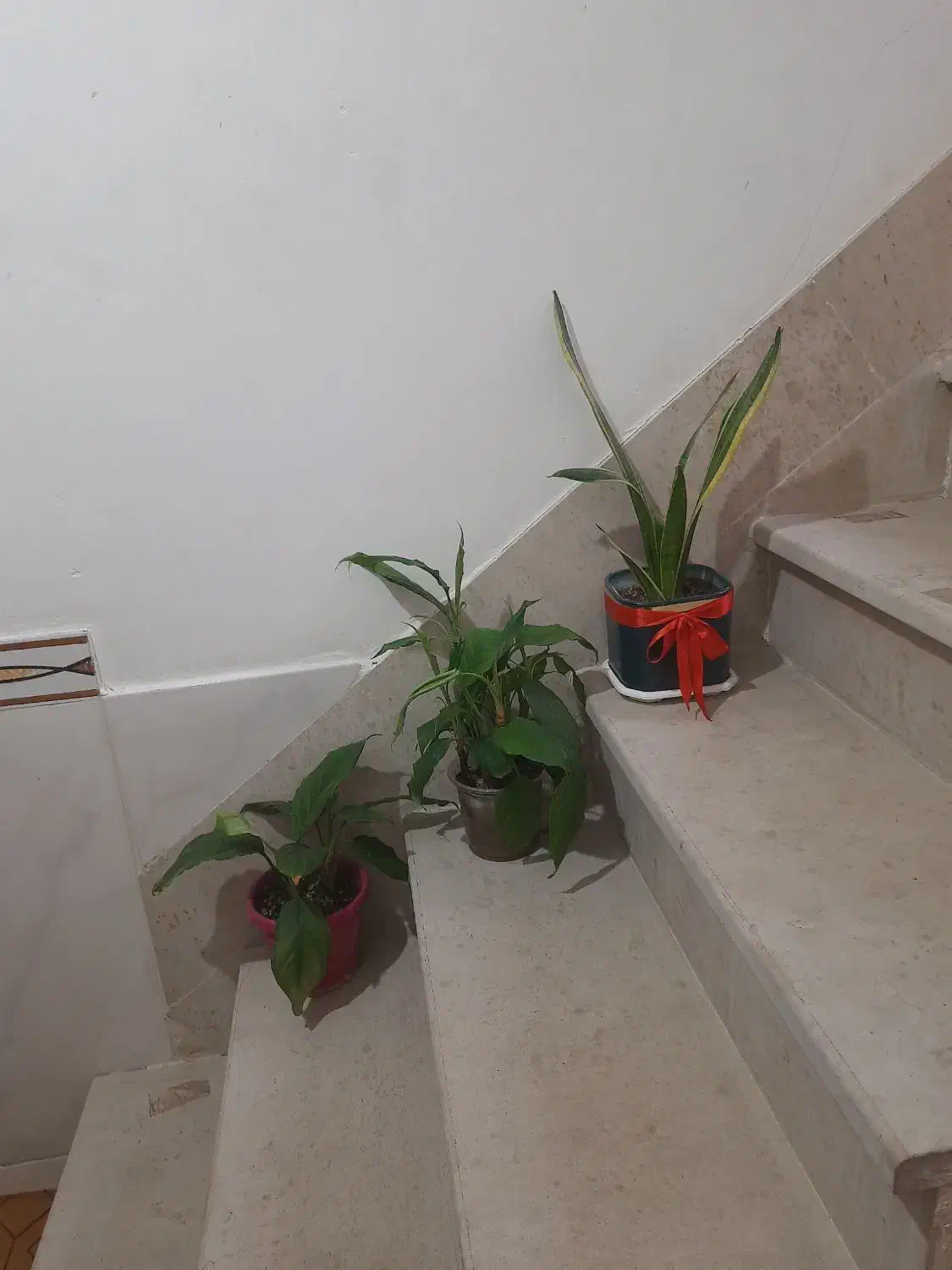 گل سانسوریا لب طلایی و اسپاتی فیلییوم|گل و گیاه طبیعی|کرمانشاه, |دیوار