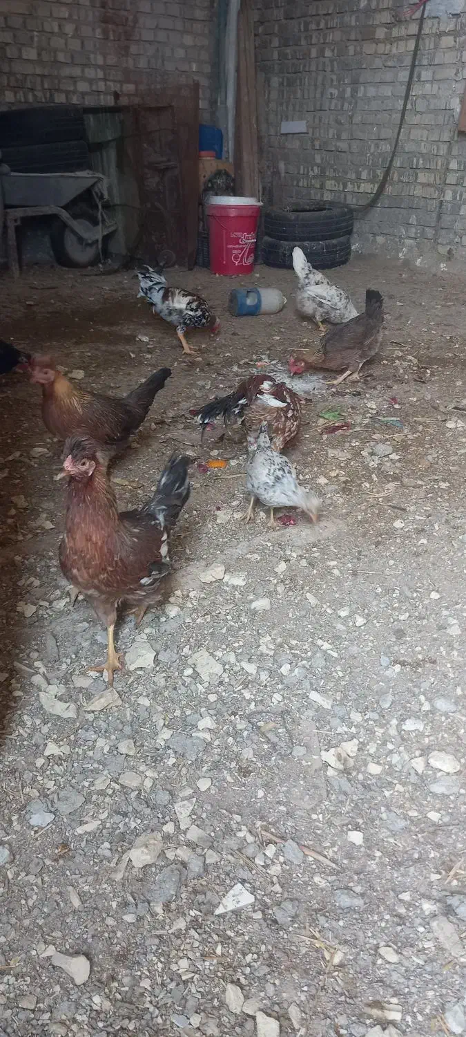 مرغ وخروس عربی در حمیدیه|حیوانات مزرعه|حمیدیه, |دیوار