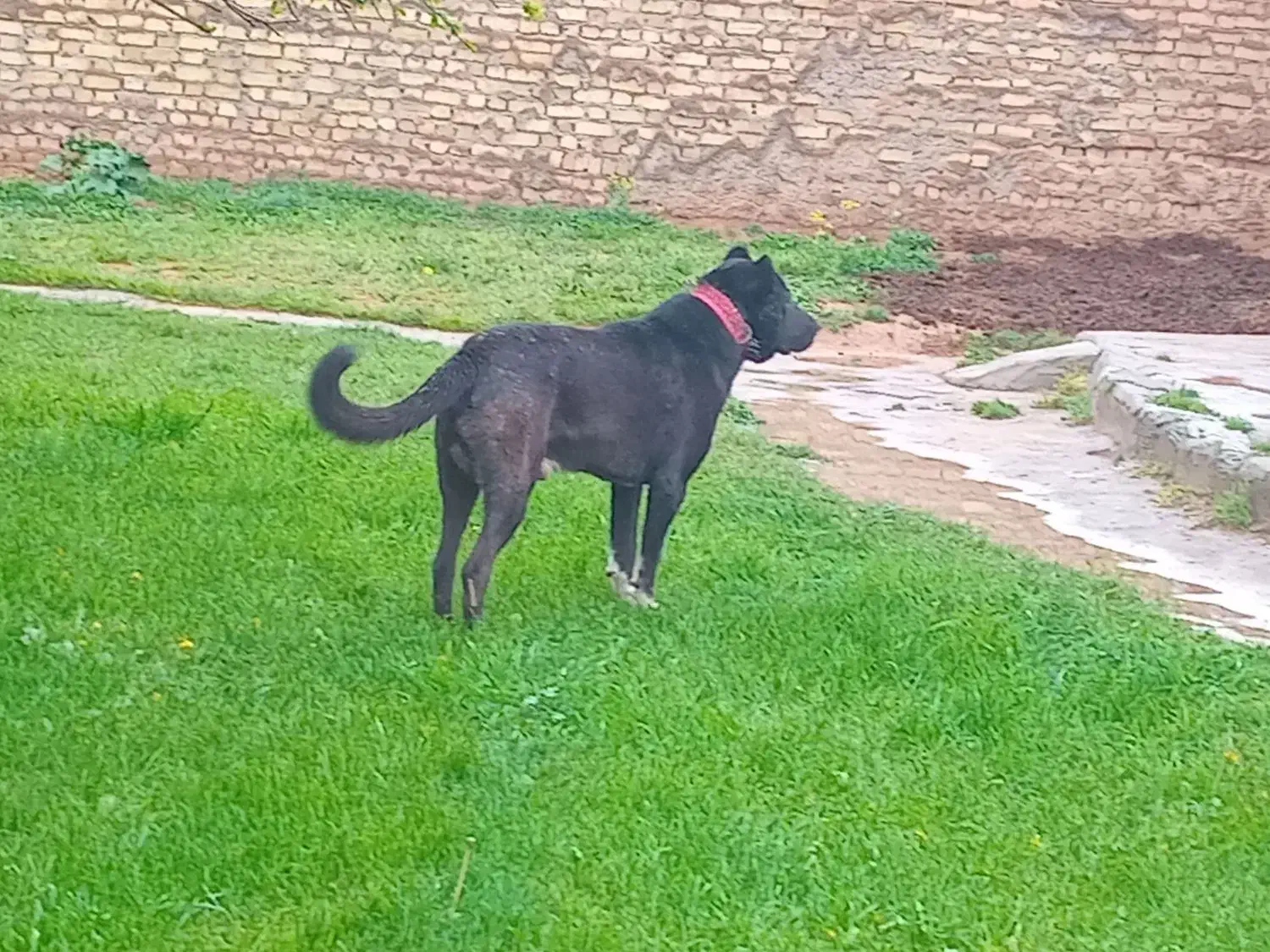 سگ عراقی|سگ|سجاس رود, |دیوار