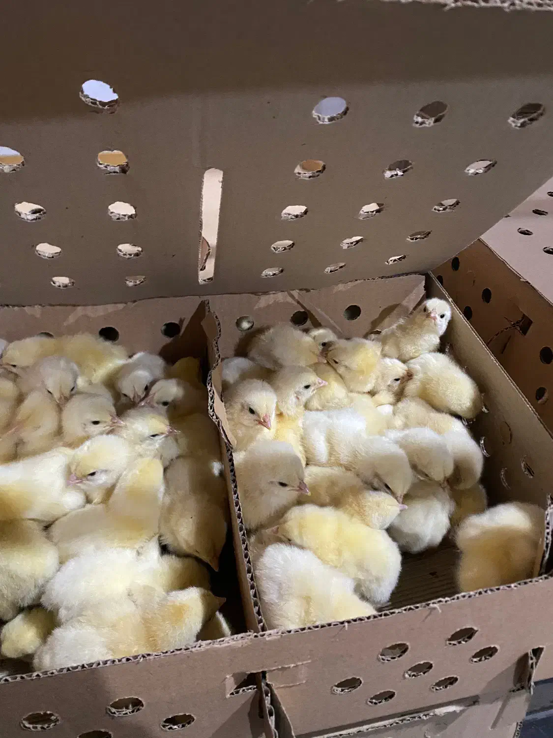 راس ۳۰۸ فوق سنگین|حیوانات مزرعه|اهواز, سلیم آباد(سه راه خرمشهر)|دیوار