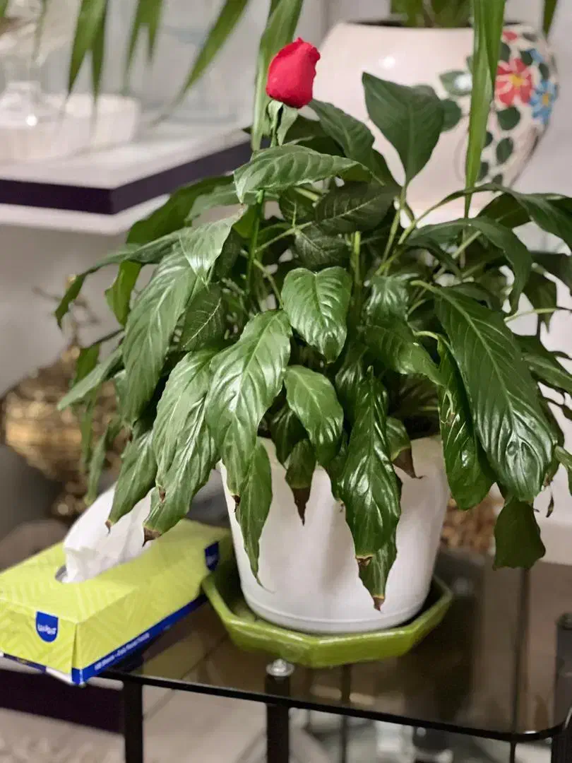 گل خانگی|گل و گیاه طبیعی|آستارا, |دیوار