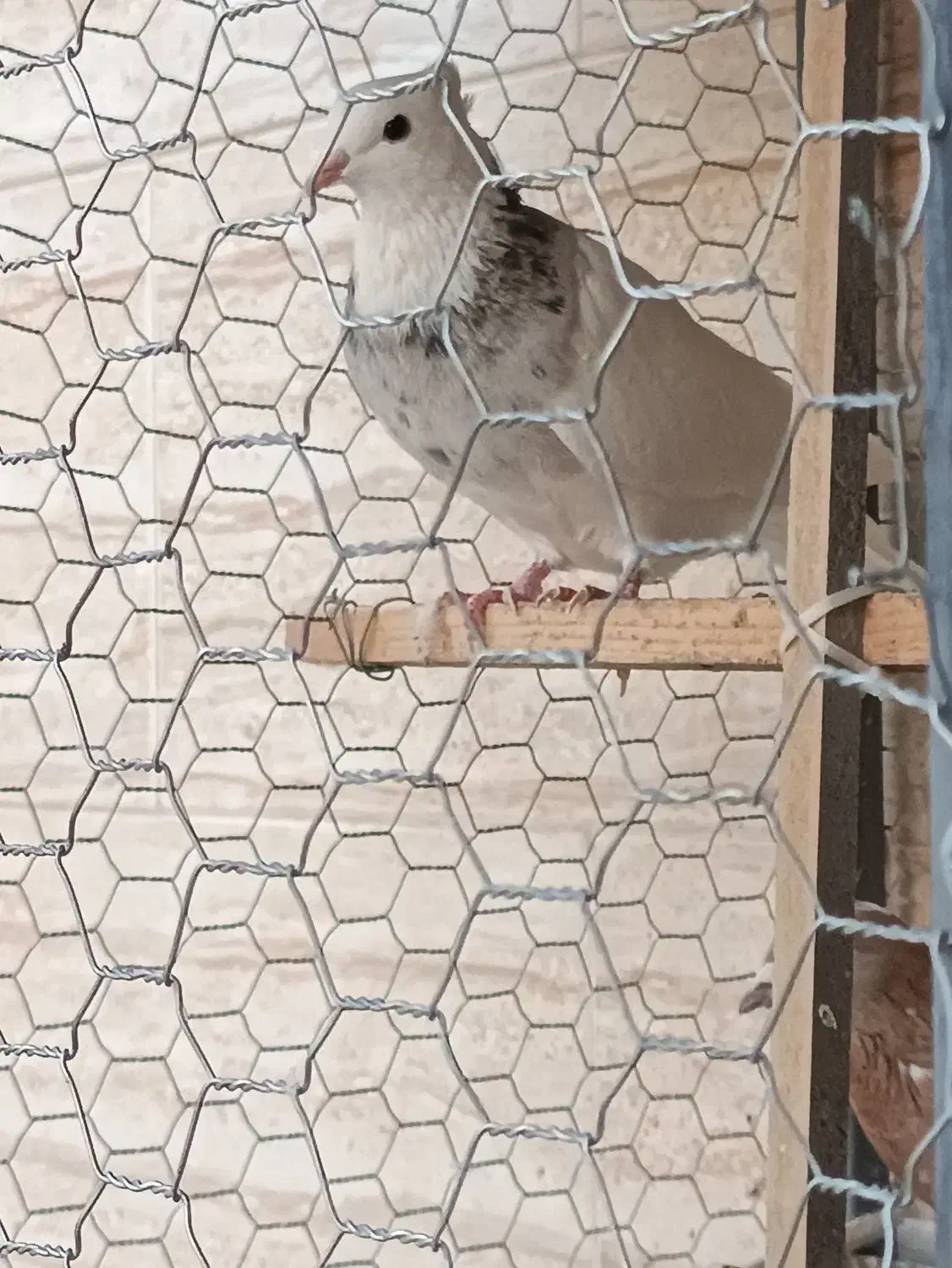 طوقی|پرنده|اردکان, |دیوار