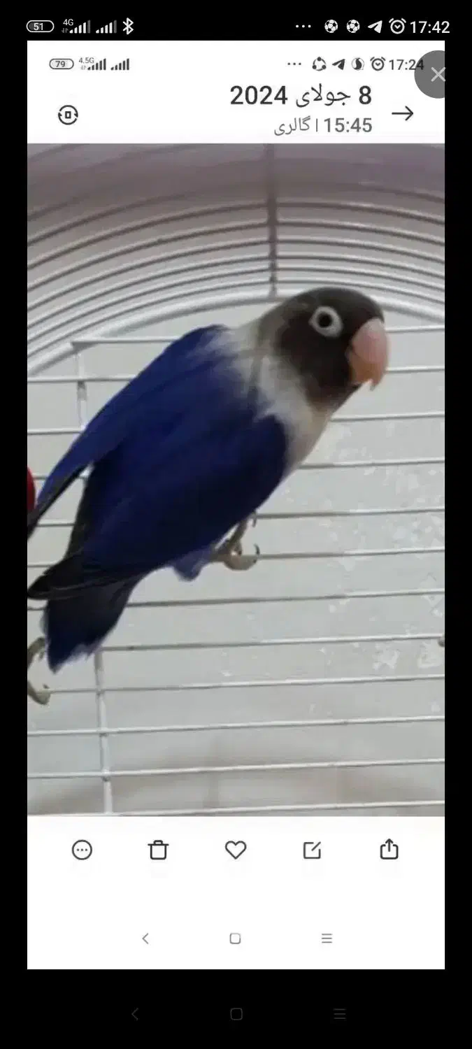 کوتوله اوپال و عروس زیبا|پرنده|رشت, پاره بیجار|دیوار