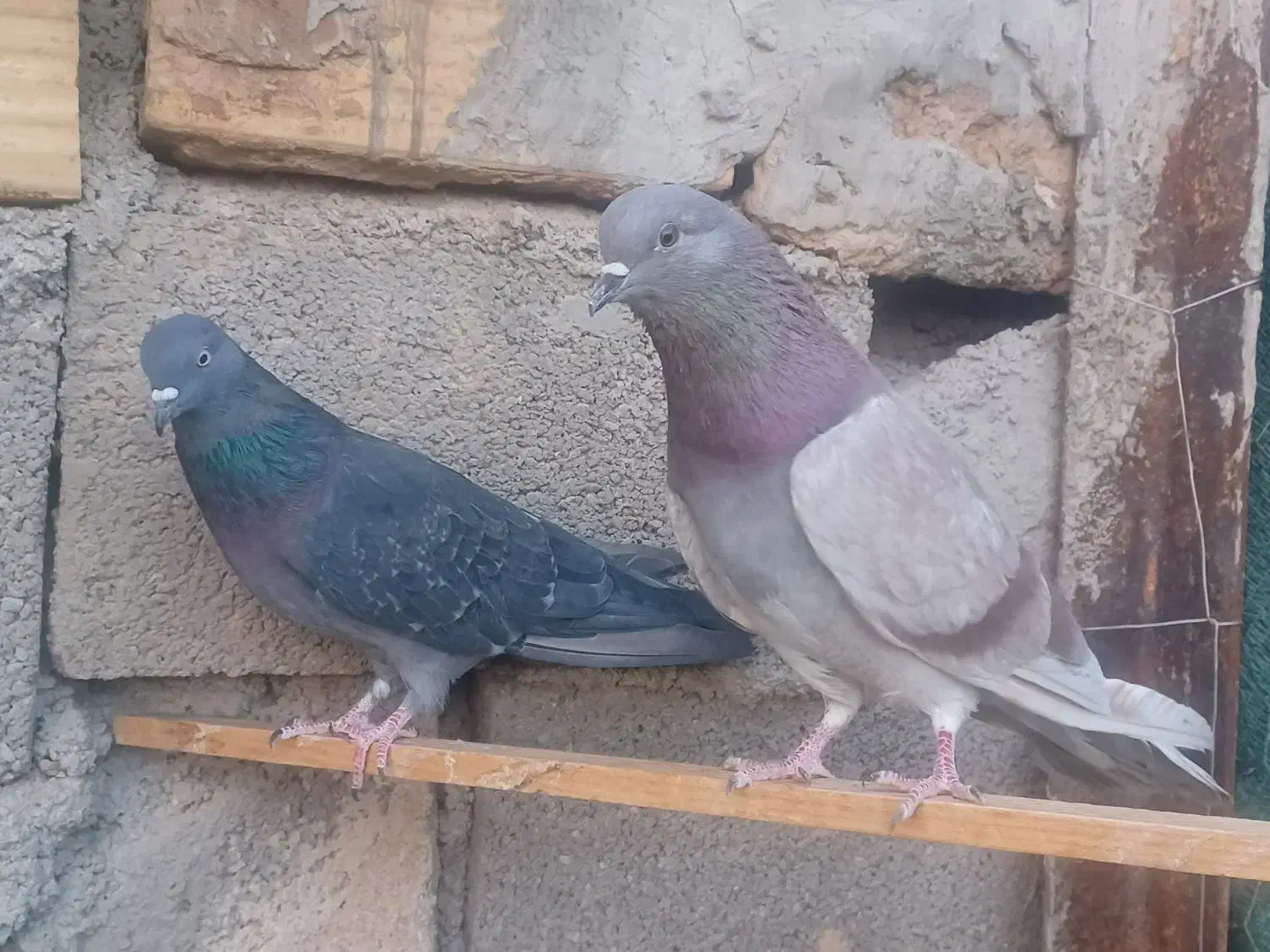 یک جفت نرو ماده دهن خورده|پرنده|سمنان, |دیوار