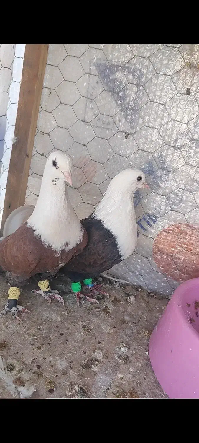 ق ر ص تخم کبوتر حتما بخون مخملی|پرنده|رفسنجان, |دیوار