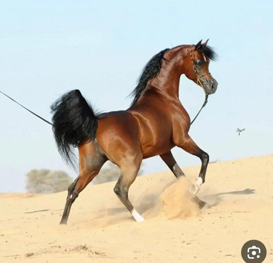 اسبکشی وحمل دام زنده|خدمات حمل و نقل|ابهر, |دیوار