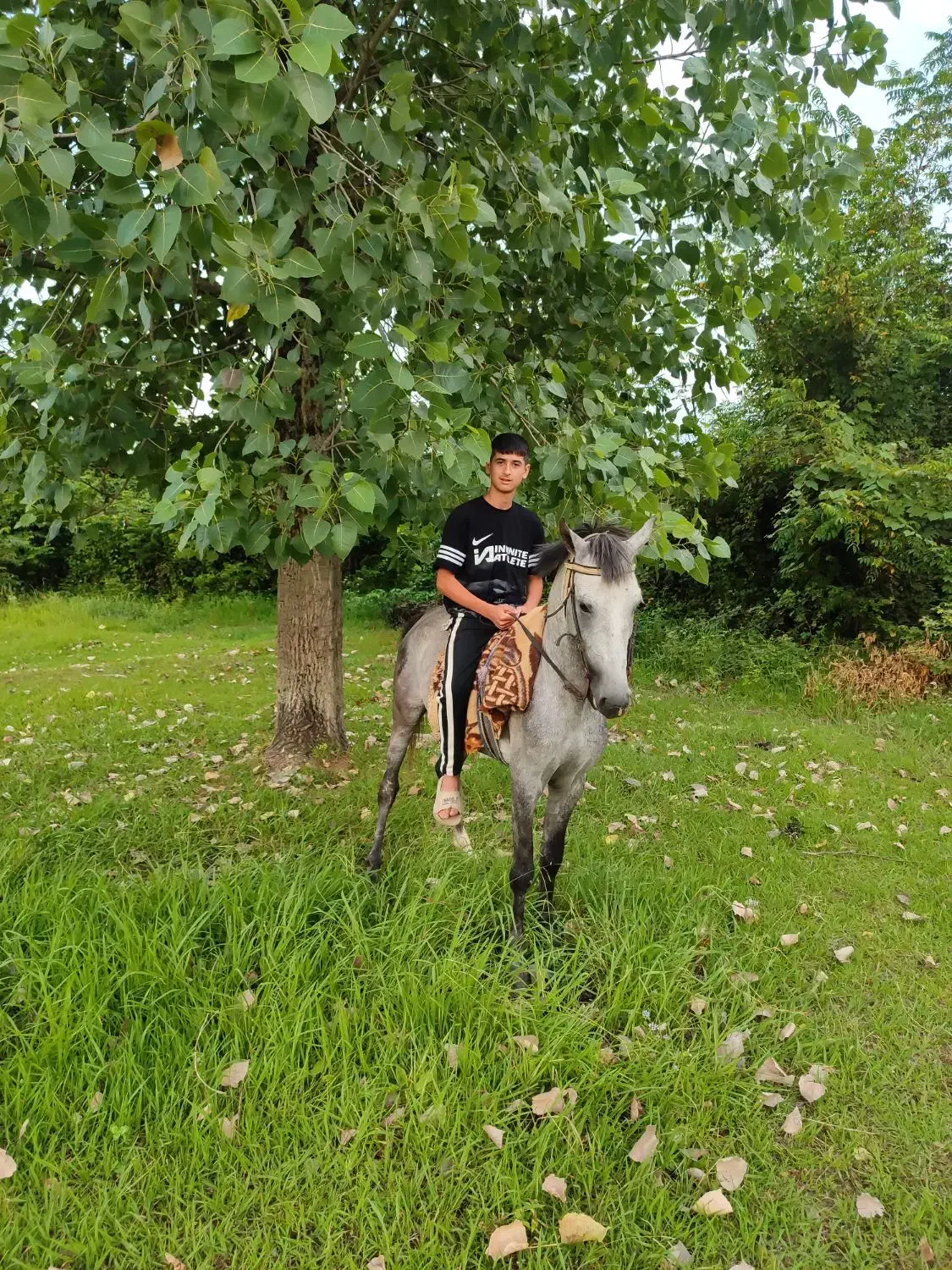 اسب نریان|اسب و تجهیزات اسبسواری|رضوانشهر, |دیوار