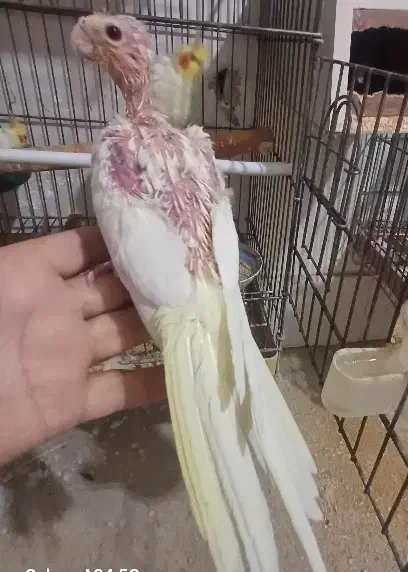 عروس هلندی|پرنده|قم, شهرک توانیر|دیوار