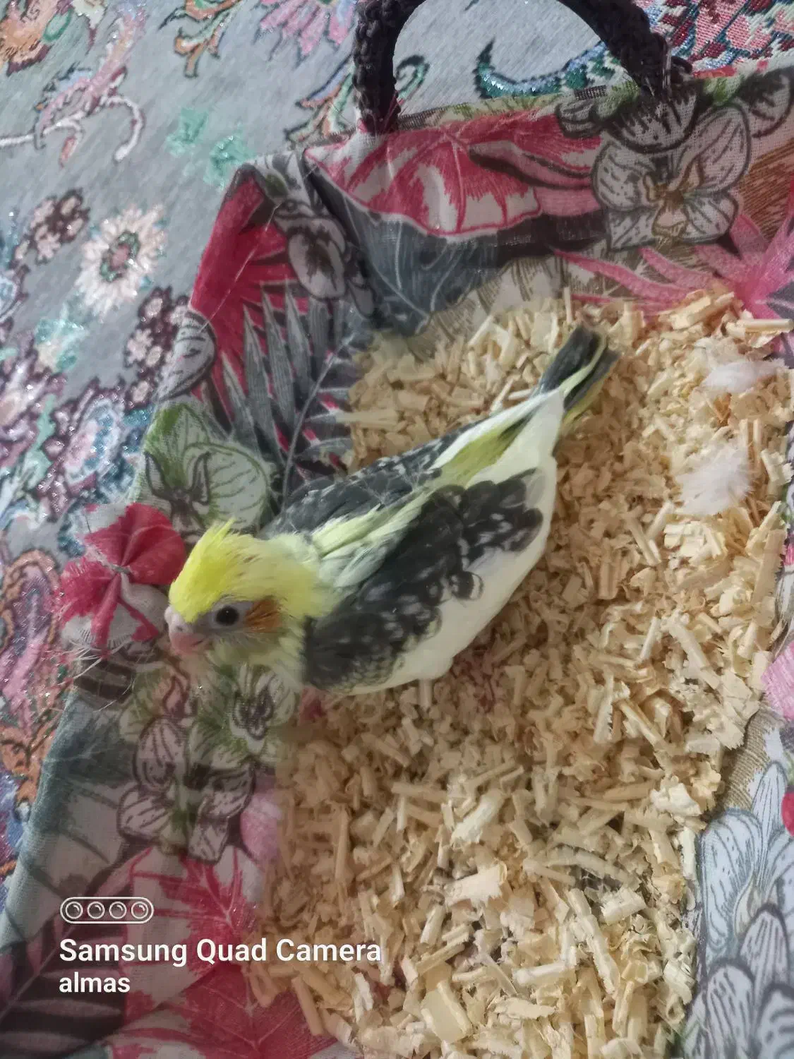 عروس هلندی|پرنده|قم, علی آباد سعدگان|دیوار