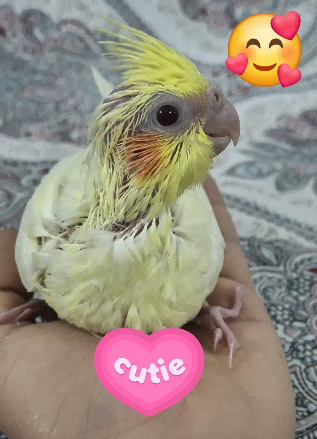 جوجه عروس هلندی لوتینو|پرنده|جهرم, |دیوار