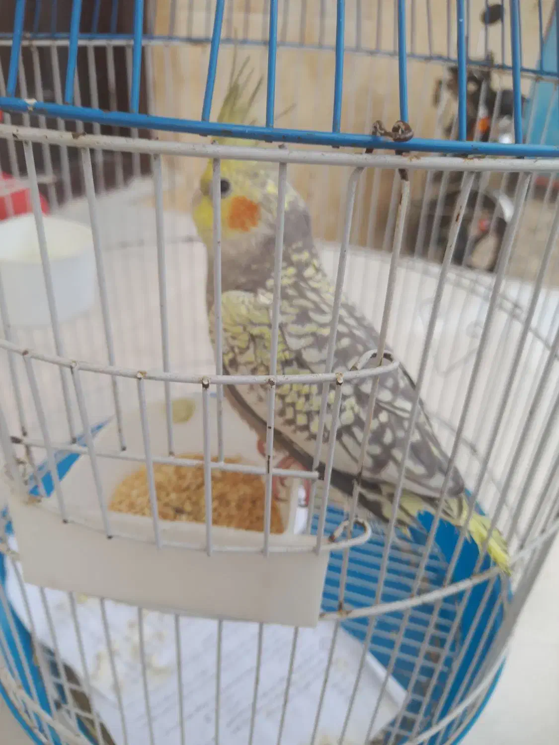 عروس هلندی سخنگو|پرنده|رشت, دخانیات|دیوار