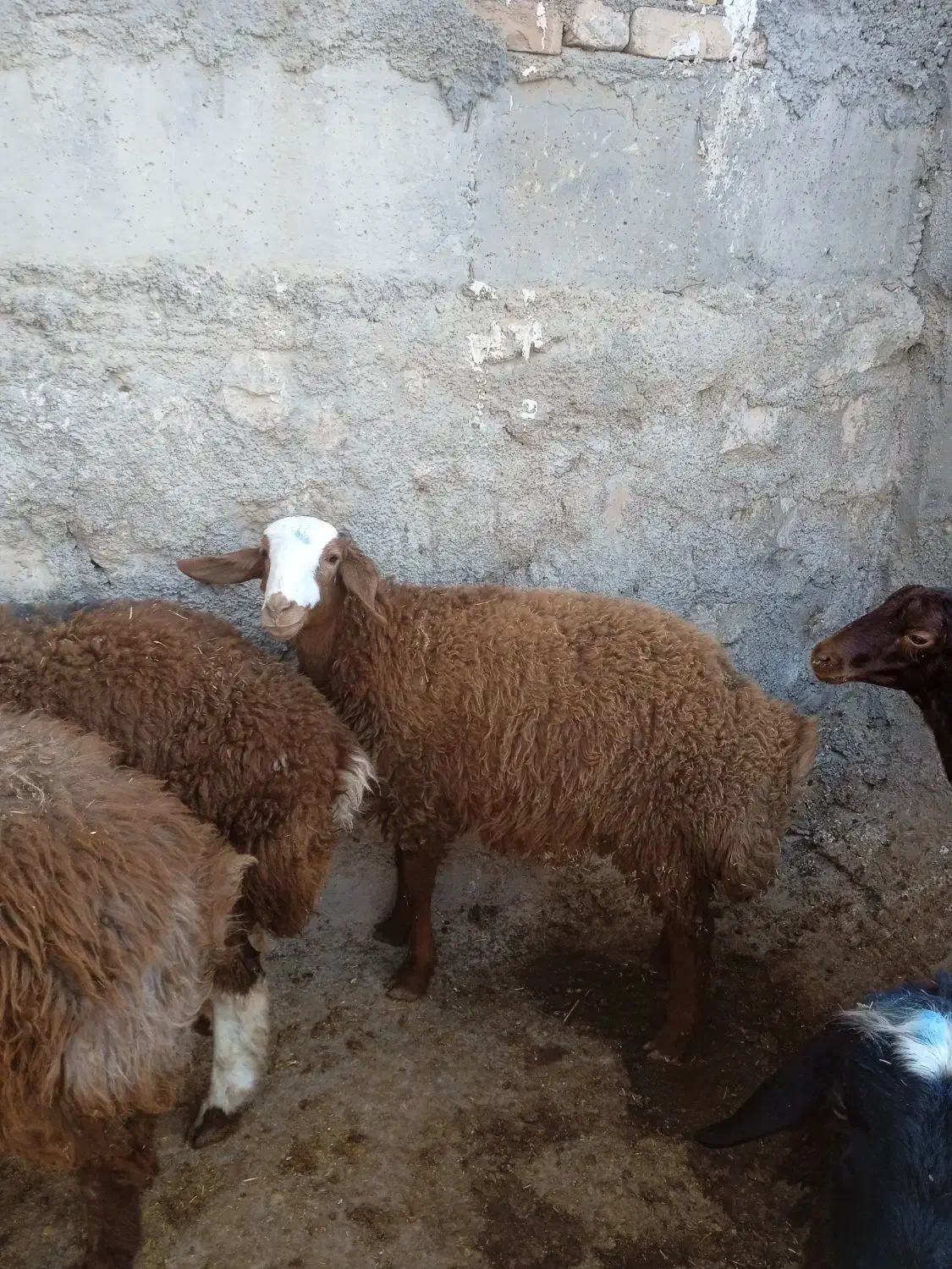 فروش بره|حیوانات مزرعه|کوهدشت, |دیوار