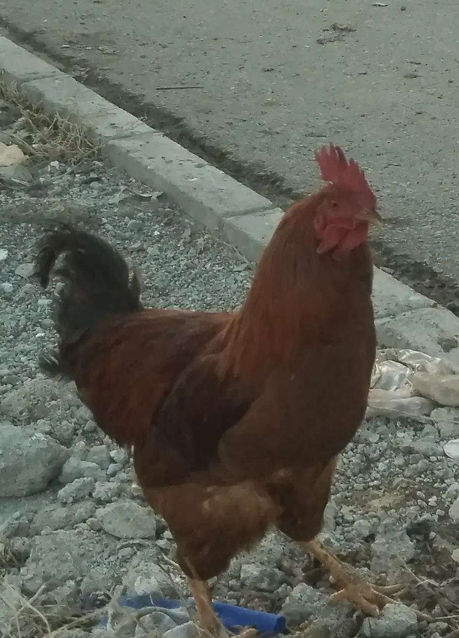 خروس|حیوانات مزرعه|نوشین شهر, |دیوار