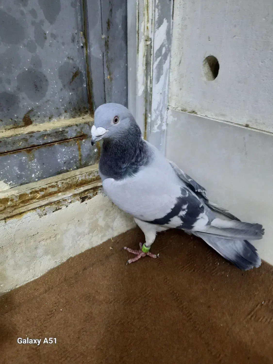 کبوترنر پلاکی|پرنده|قم, شهرک توانیر|دیوار