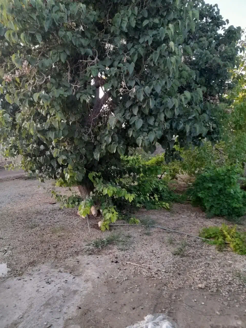 خانه باغ در روستای حوض ماهی|فروش خانه و ویلا|مبارکه, |دیوار