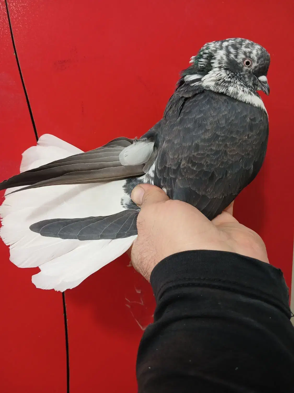 کفتر دم سفید پرشی (گرفتنی بلندی)|پرنده|تهران, جیحون|دیوار