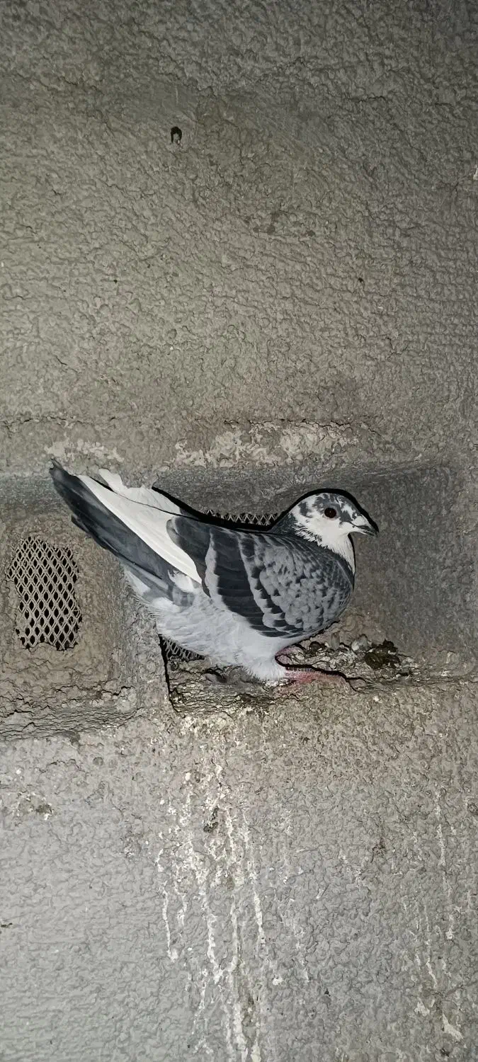 نر مست|پرنده|گرمی, |دیوار