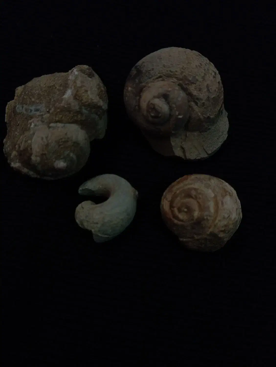 فسیل|کلکسیون اشیاء عتیقه|کوهدشت, |دیوار