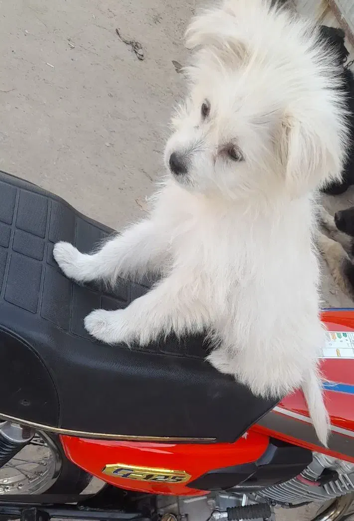 سگ پامر اشتپیز|سگ|بندرعباس, |دیوار