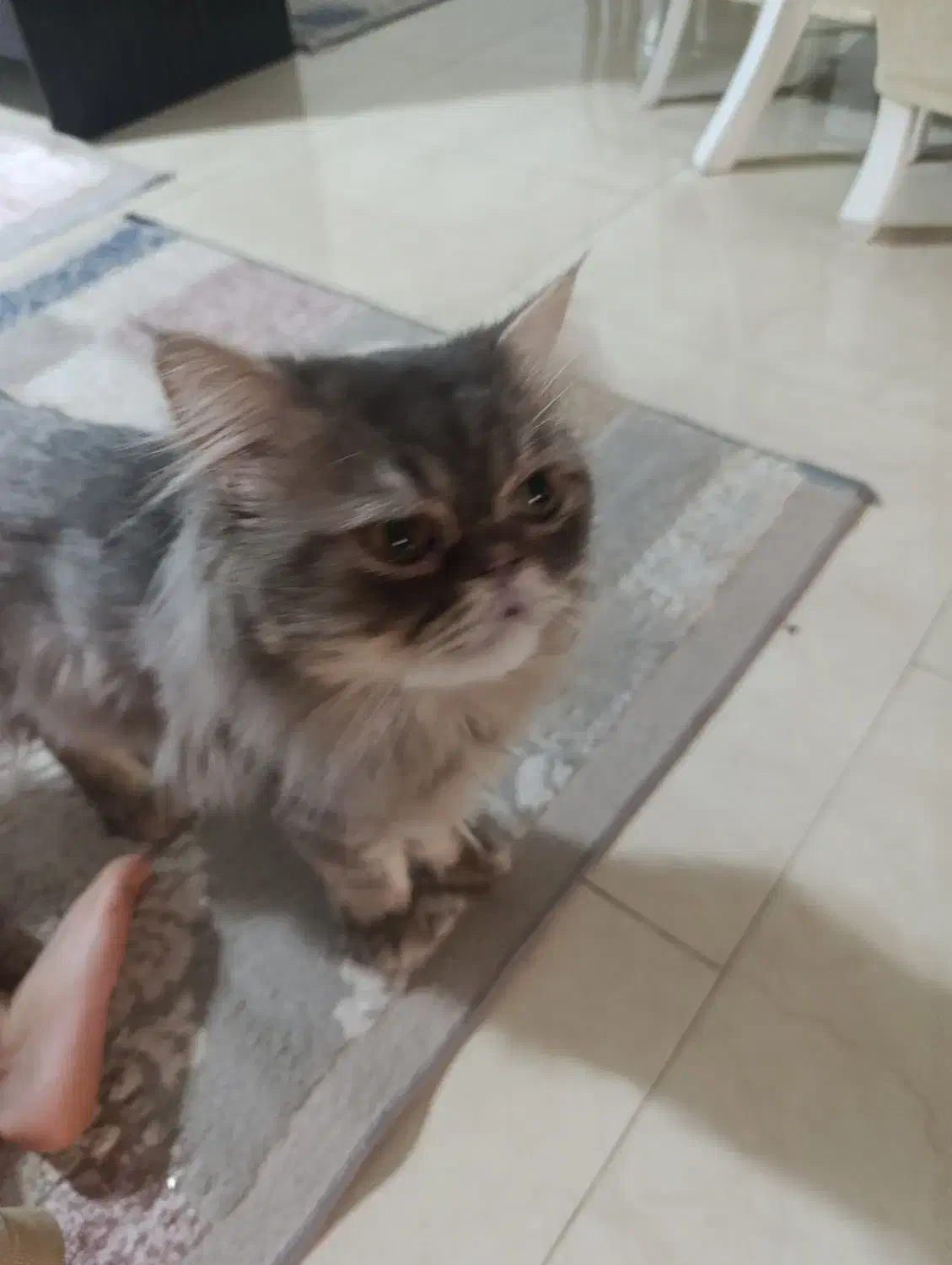 گربه پرشین فلت فیس|گربه|کرج, گلشهر|دیوار