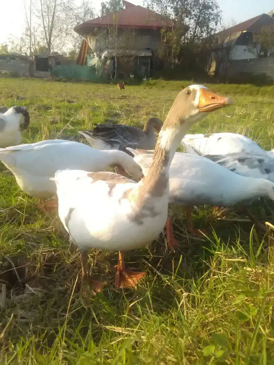 ۹عدد غاز محلی،باهم فروخته میشود|حیوانات مزرعه|رشت, پستک|دیوار