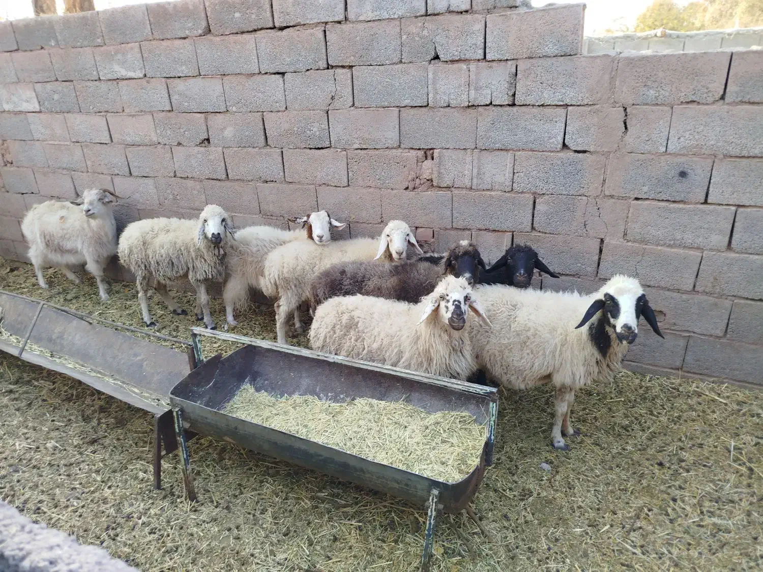 گوسفند میش جوان و بز|حیوانات مزرعه|کرمان, |دیوار