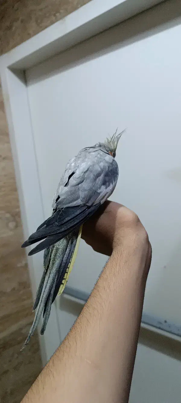 عروس هلندی ماده|پرنده|اهواز, کمپلو شمالی|دیوار