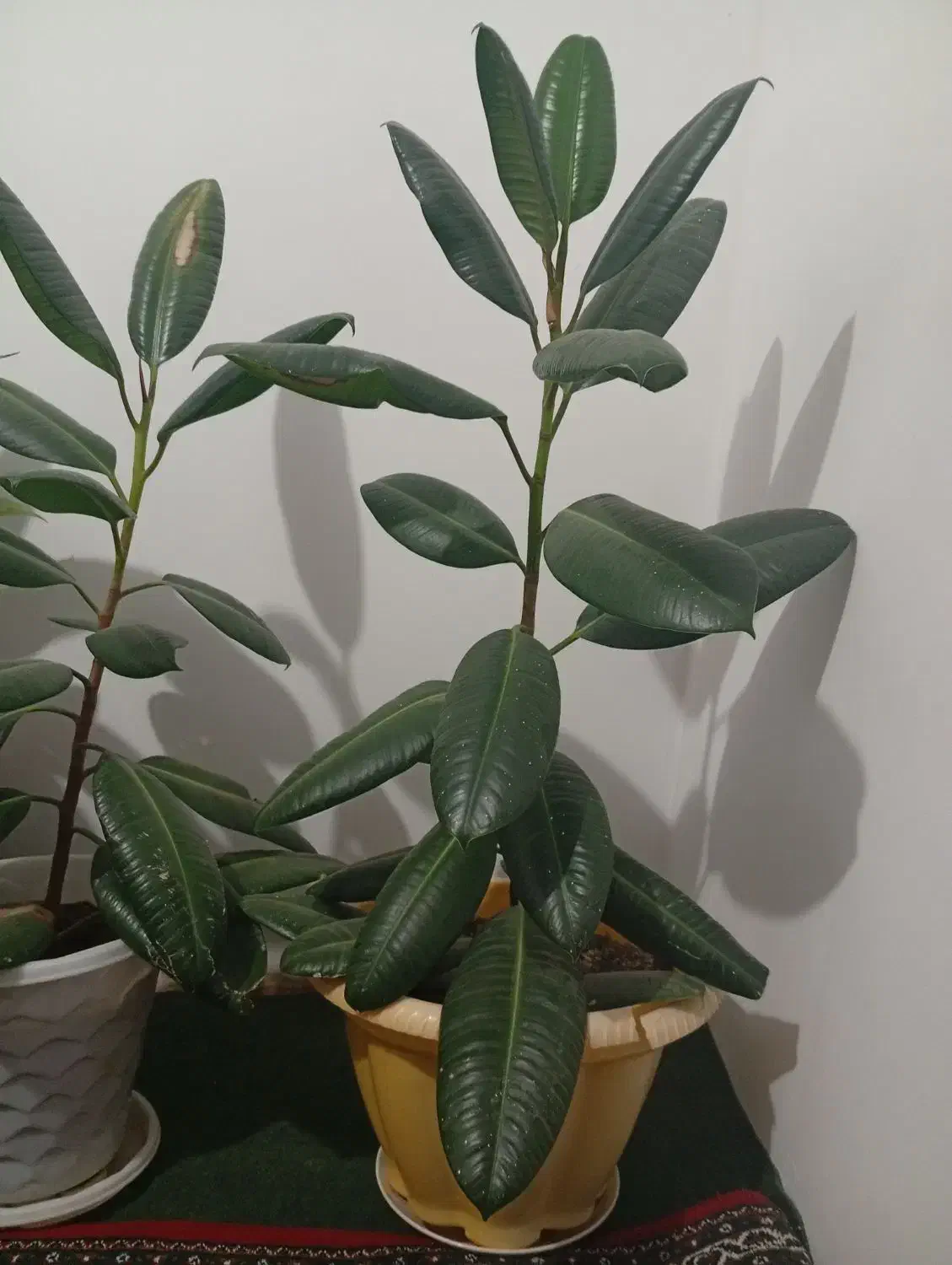 2 ملیون|گل و گیاه طبیعی|سنندج, |دیوار