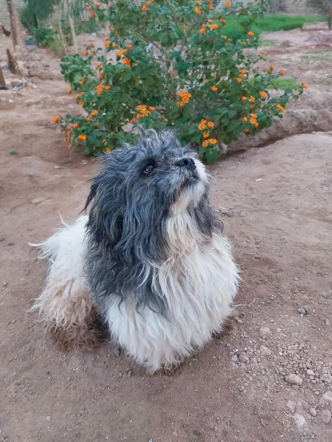 سگ پشمالو|سگ|کارون, |دیوار