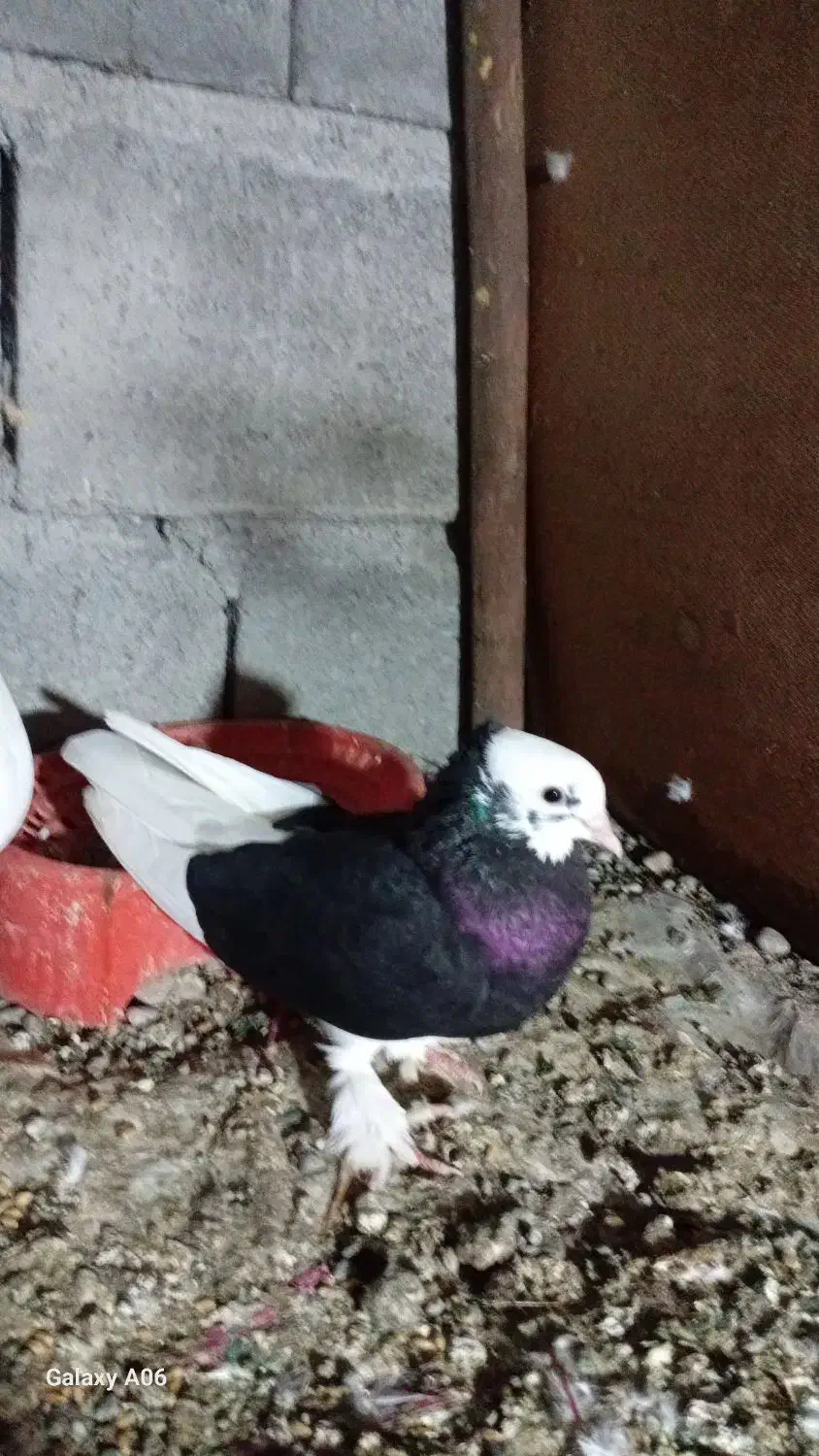 یکت خطی با شازده درجای گره|پرنده|میناب, |دیوار