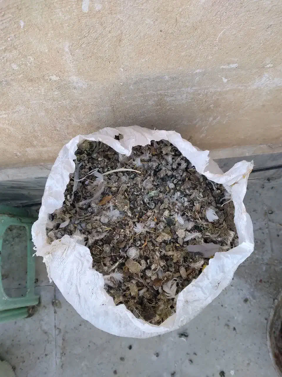 کود ، فضله کبوتر چای خشک|خدمات باغبانی و درختکاری|بروجرد, |دیوار