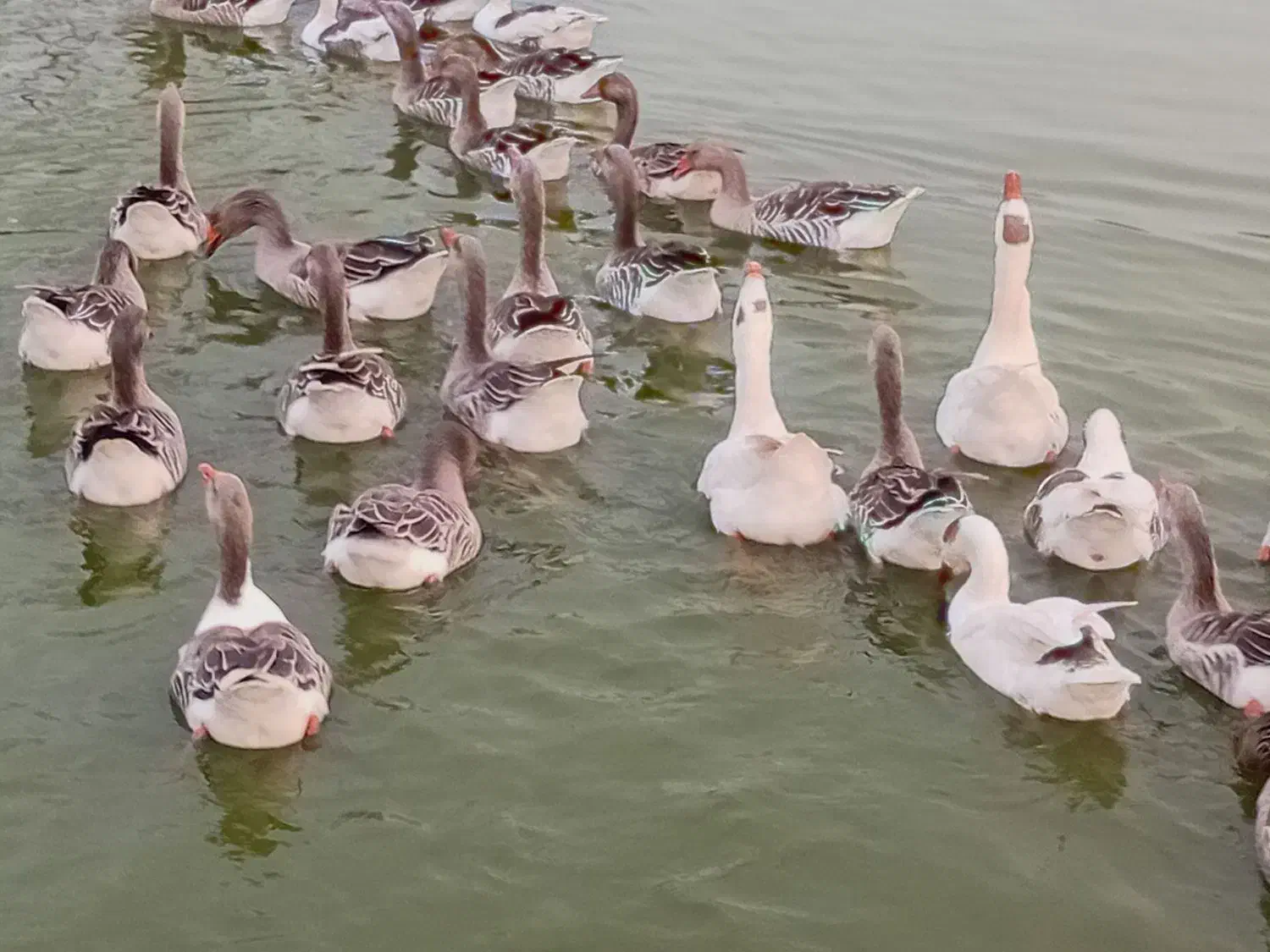 غاز|حیوانات مزرعه|چاف و چمخاله, |دیوار