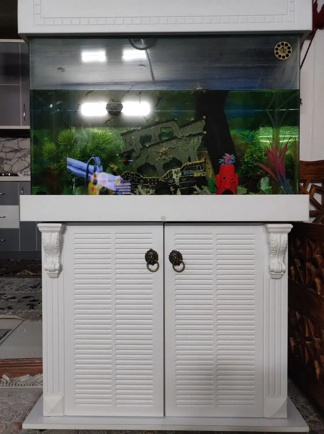 اکواریوم منحفنی|ماهی|ری, شهید بهشتی|دیوار