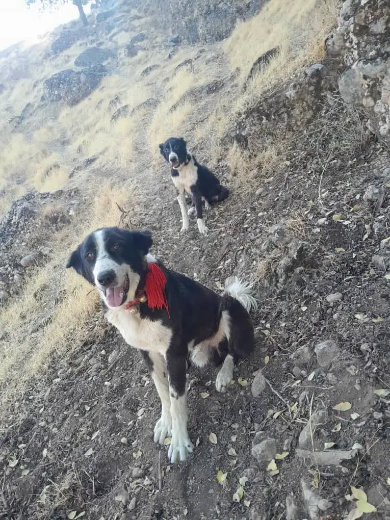 سگ ده ماهه|سگ|نورآباد ممسنی, |دیوار