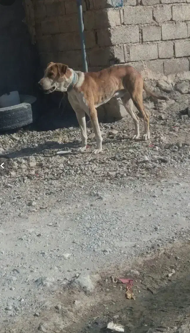 سگ نر|سگ|خرم‌آباد, |دیوار