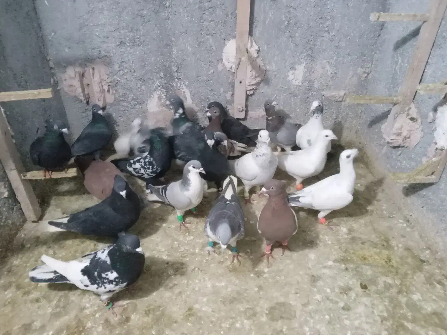 کبوترپرشی|پرنده|اسفراین, |دیوار