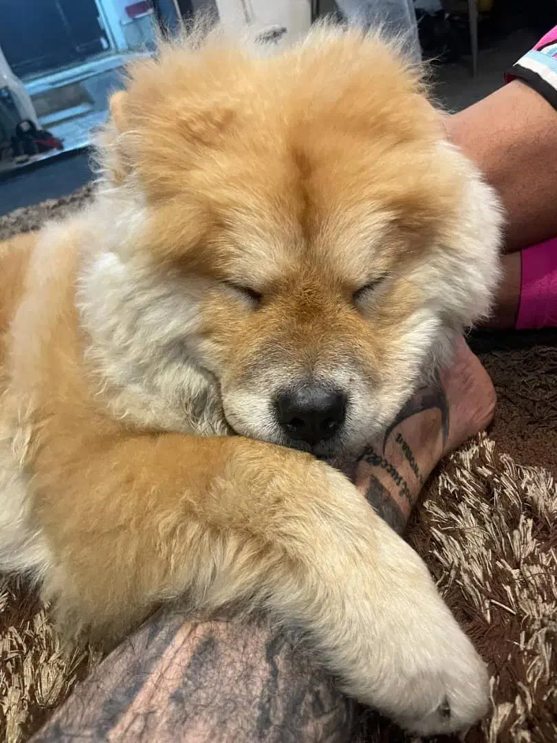 سگ چاو چاو نر هشت ماه‌و‌نیم|سگ|تهران, امین حضور|دیوار