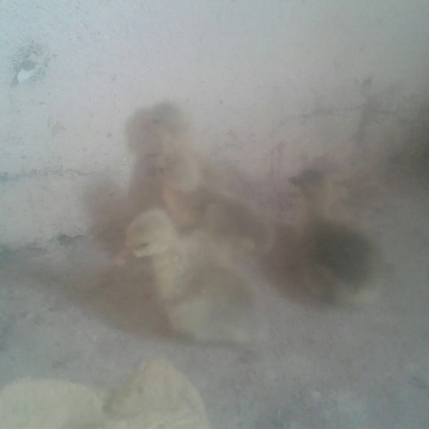 جوجه غاز|حیوانات مزرعه|مهدی شهر, |دیوار